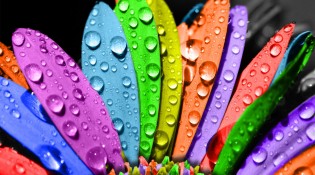 beautiful_seven_colors_flowers_wallpaper-1920x1080